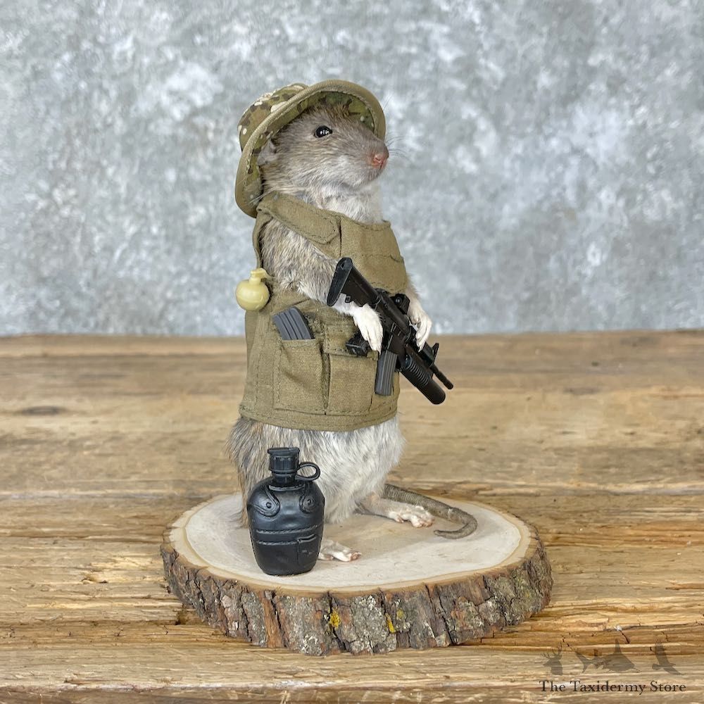 Patriot Rat Novelty Mount For Sale #26549 @ The Taxidermy Store