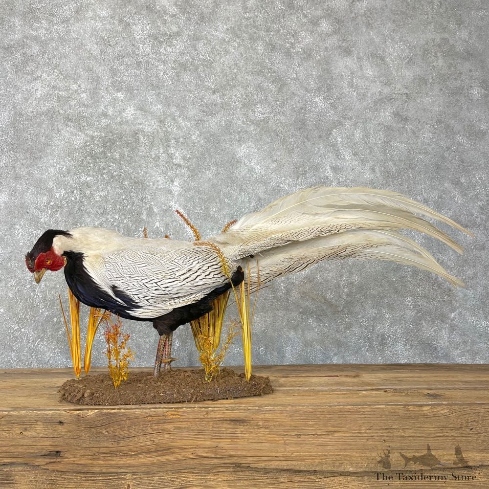 Silver Pheasant Taxidermy Bird Mount #24137 For Sale @ The Taxidermy Store