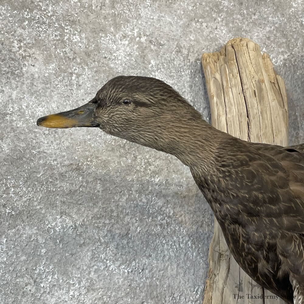 Black Duck Drake Bird Mount For Sale #28202 @ The Taxidermy Store