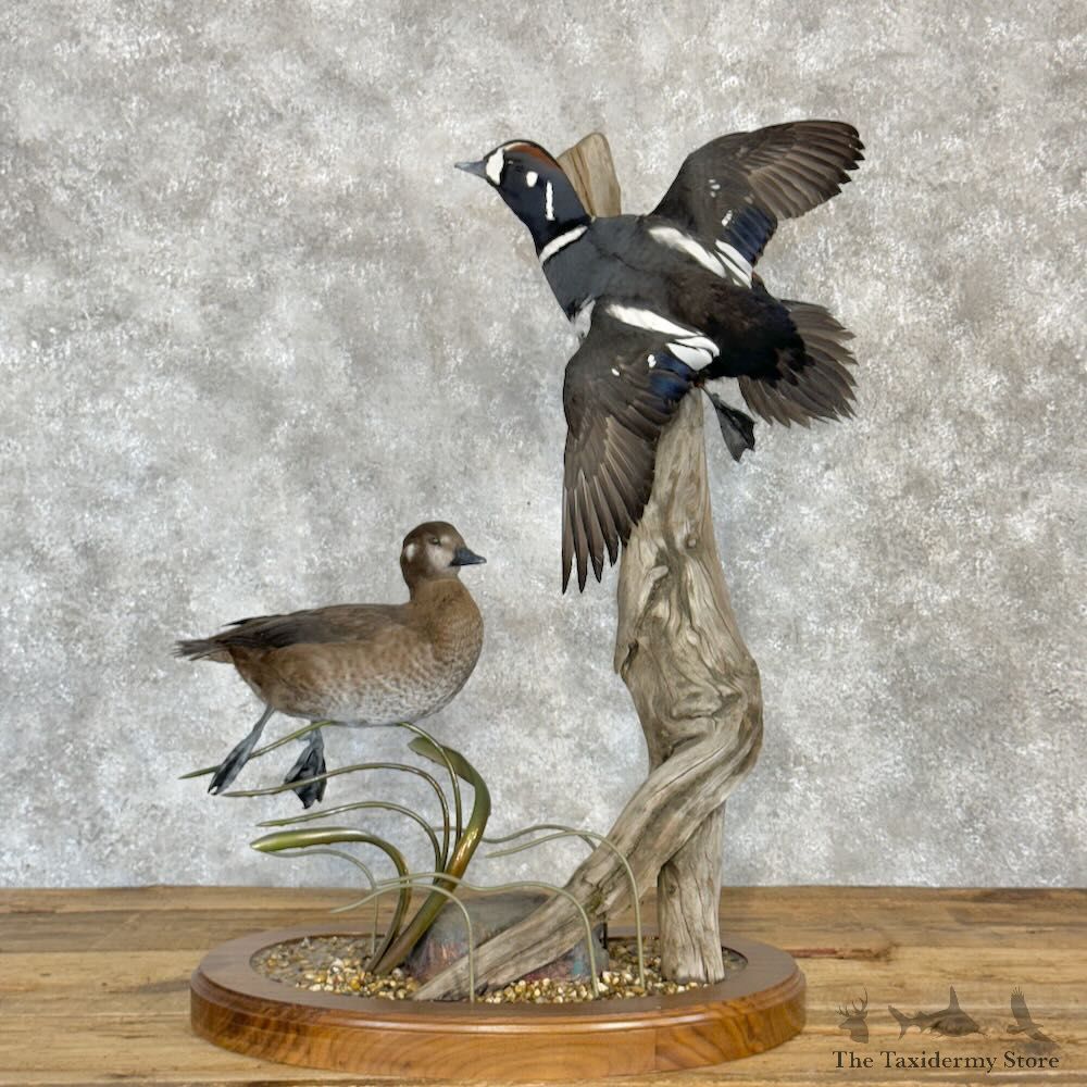 Harlequin Duck Pair Bird Mount For Sale #28985 @ The Taxidermy Store