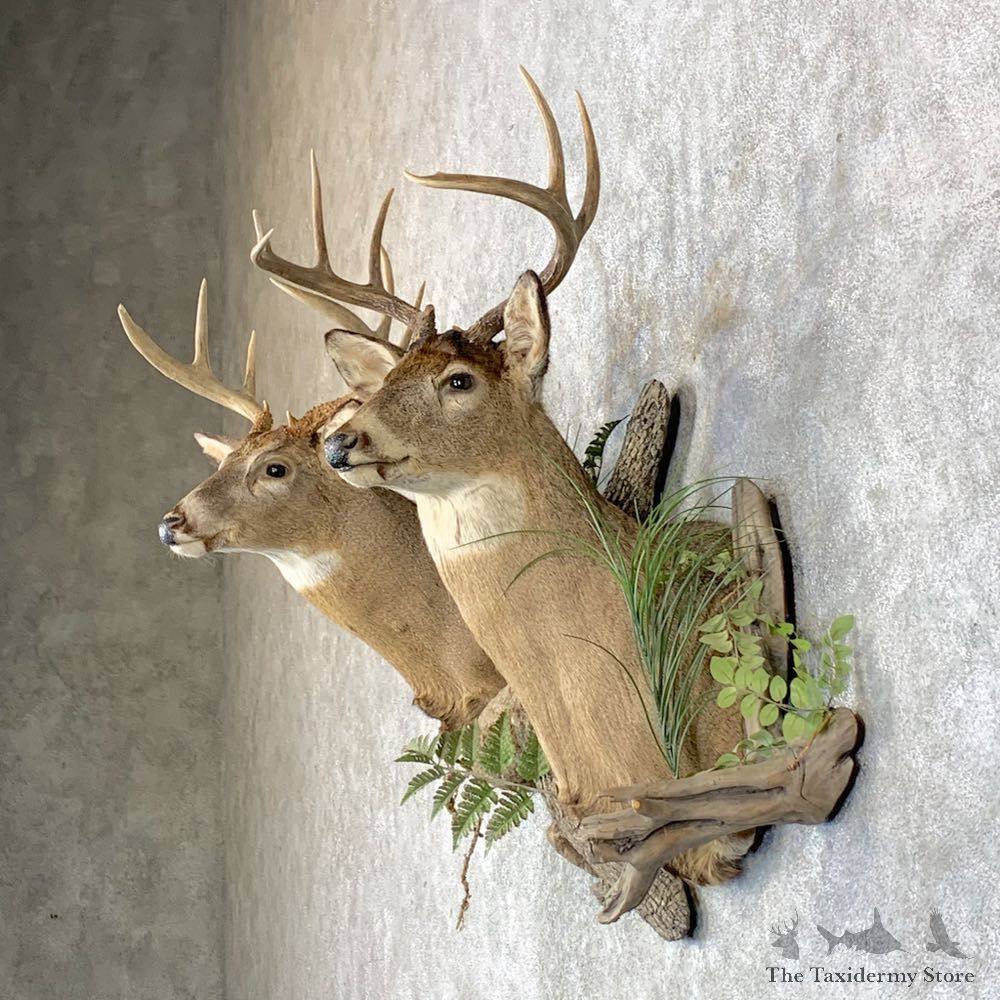 Whitetail Deer Shoulder Taxidermy Mount Pair For Sale #23659 @ The Taxidermy Store