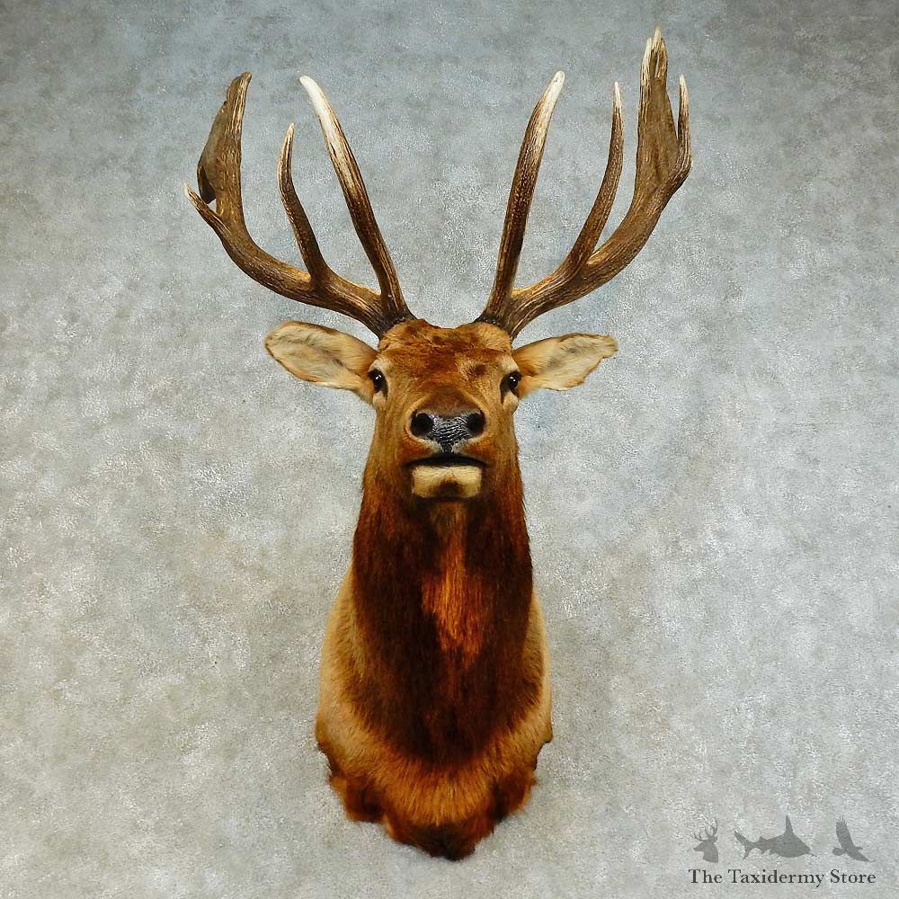 Rocky Mountain Elk Shoulder Mount For Sale #16279 @ The Taxidermy Store