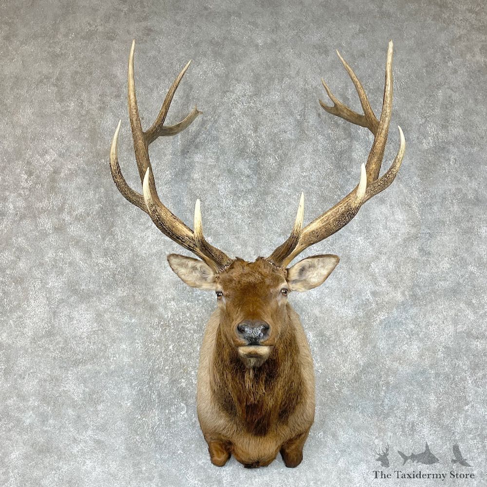 Rocky Mountain Elk Shoulder Mount For Sale #25298 @ The Taxidermy Store