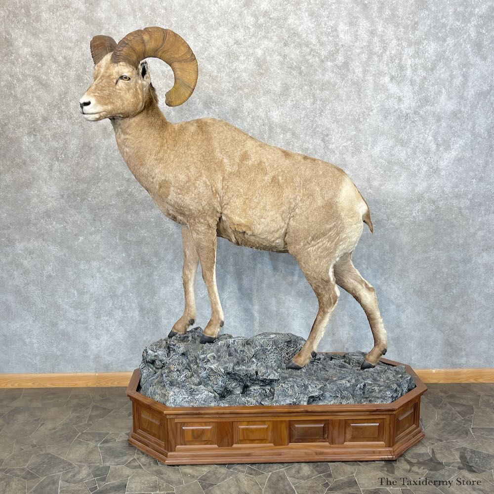 Bighorn Sheep Life-Size Mount For Sale #28482 - The Taxidermy Store