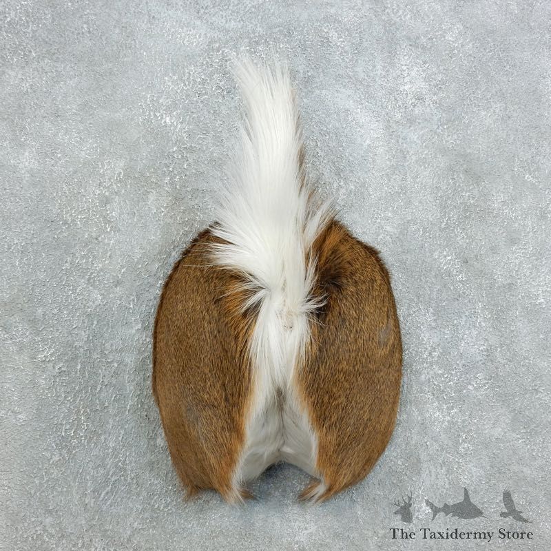 Whitetail Deer Rump Mount For Sale #18398 @ The Taxidermy Store