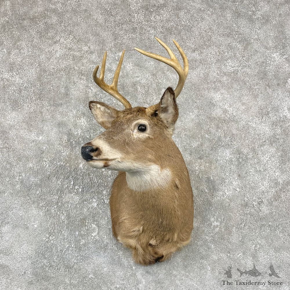 Whitetail Deer Shoulder Mount #25962 For Sale - The Taxidermy Store