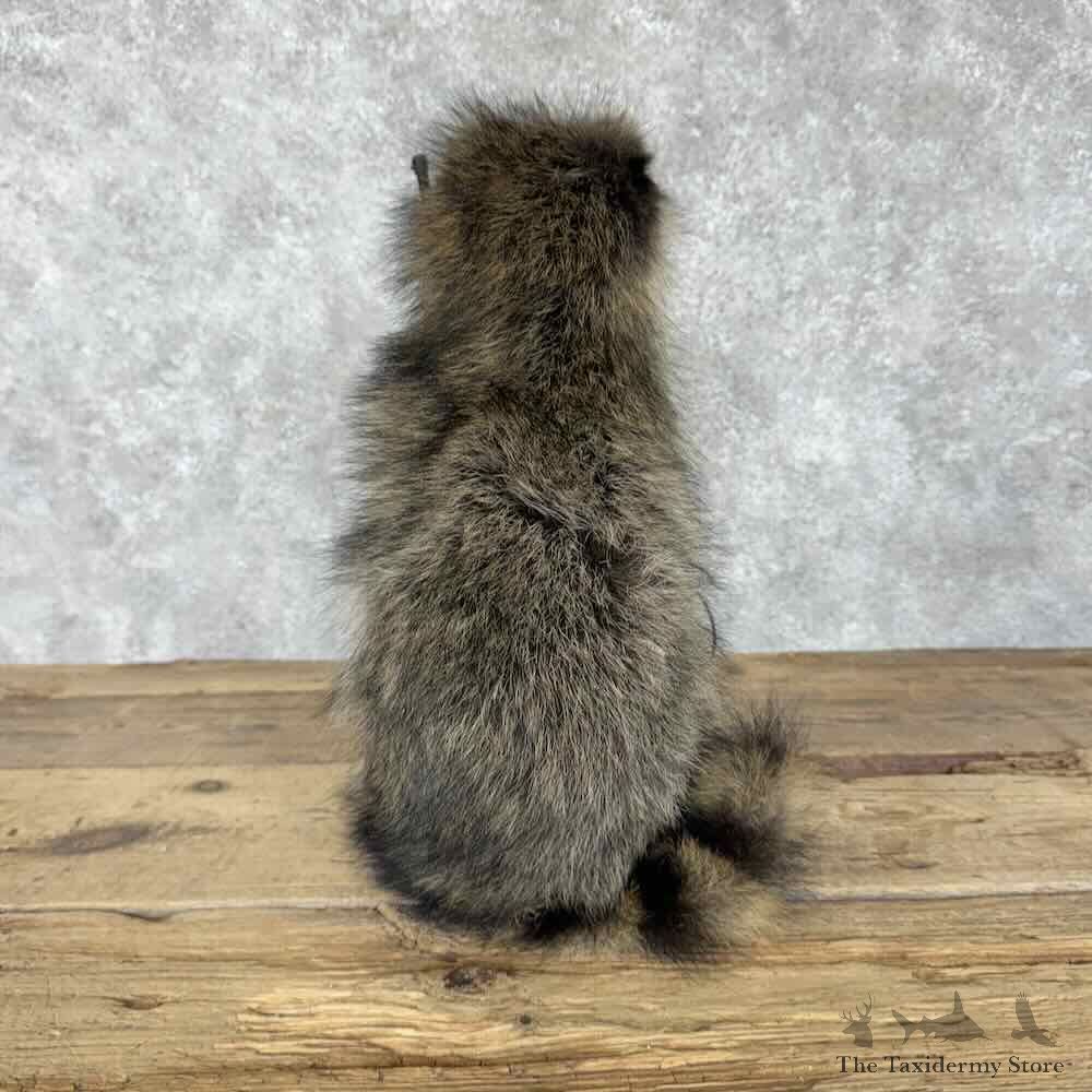 Fishing Raccoon Novelty Mount For Sale #30693 @ The Taxidermy Store