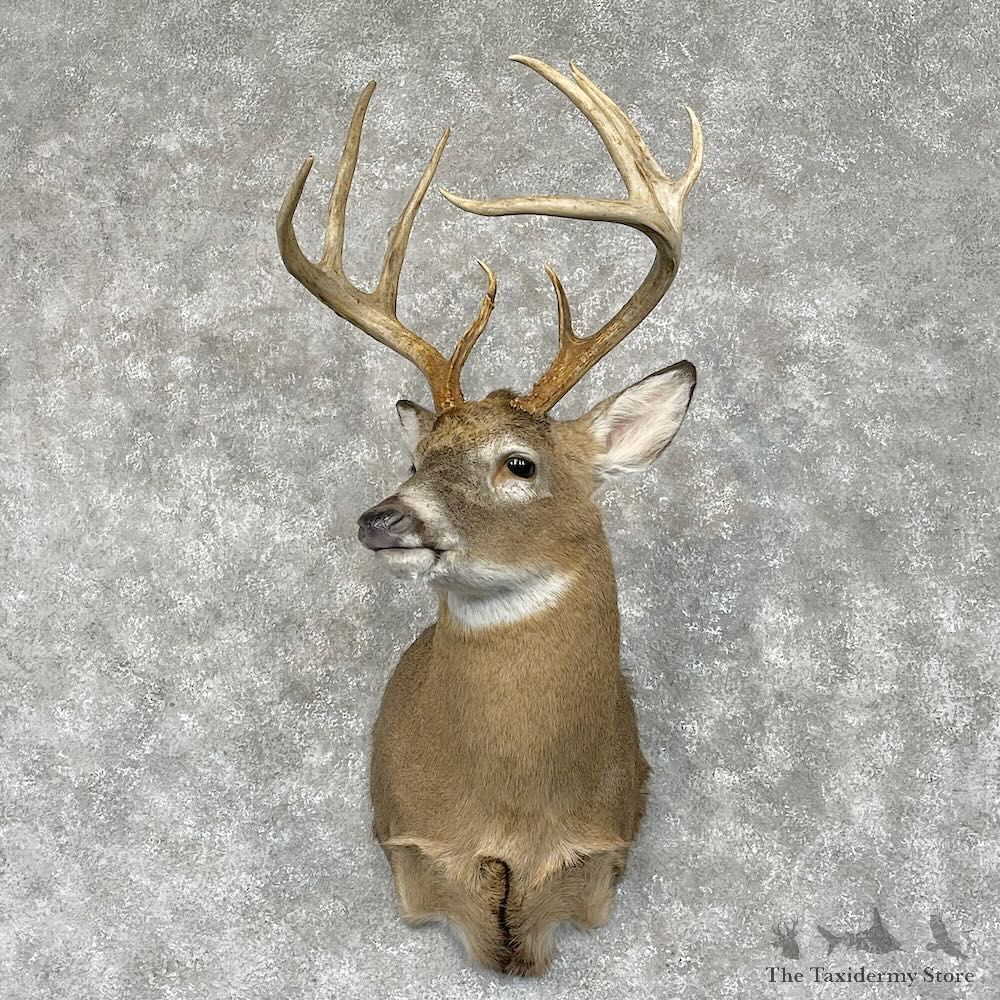 Whitetail Deer Shoulder Mount For Sale #28566 - The Taxidermy Store