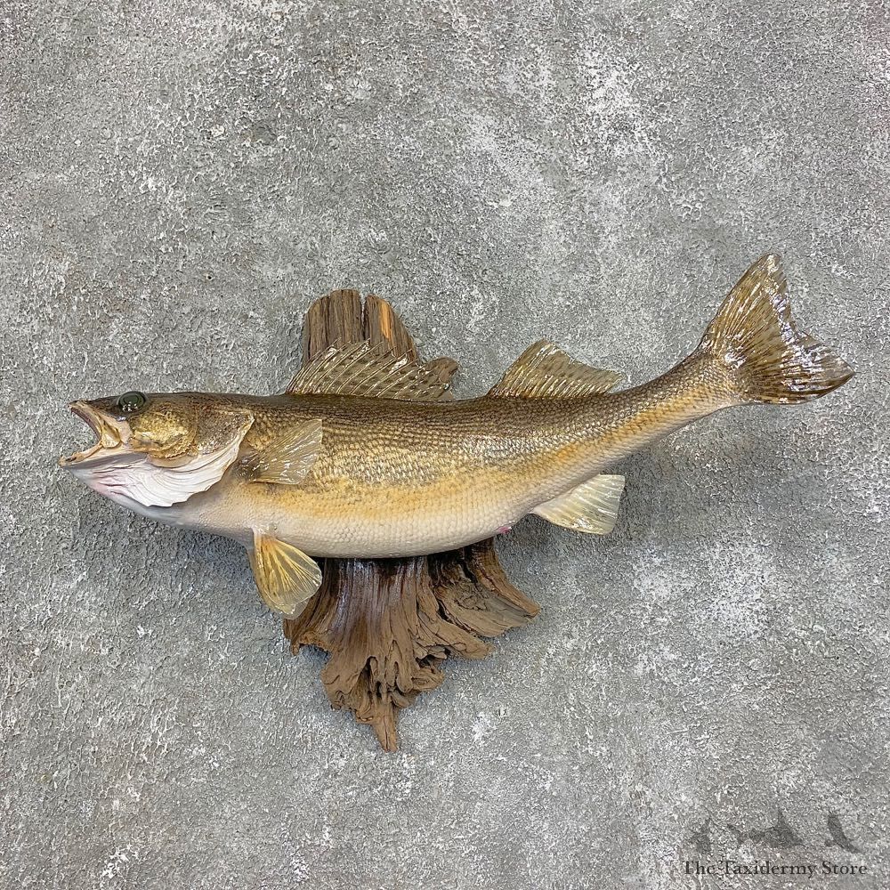 Sauger Taxidermy Fish Mount #21418 For Sale @ The Taxidermy Store