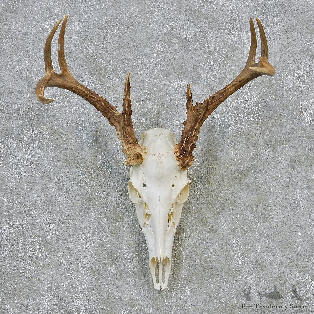 Whitetail Deer European Antler Skull Taxidermy Mount #12625 For Sale @ The Taxidermy Store