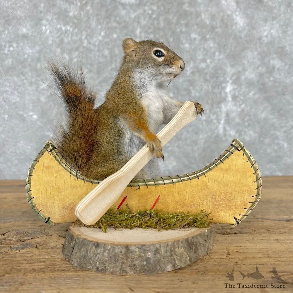 Canoe Squirrel Novelty Mount For Sale #24433 @ The Taxidermy Store