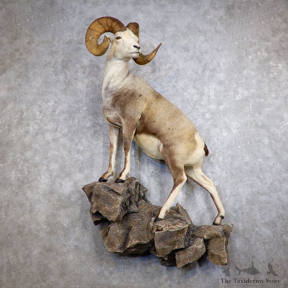 Fannin Sheep Life Size Taxidermy Mount #18748 For Sale - The Taxidermy Store