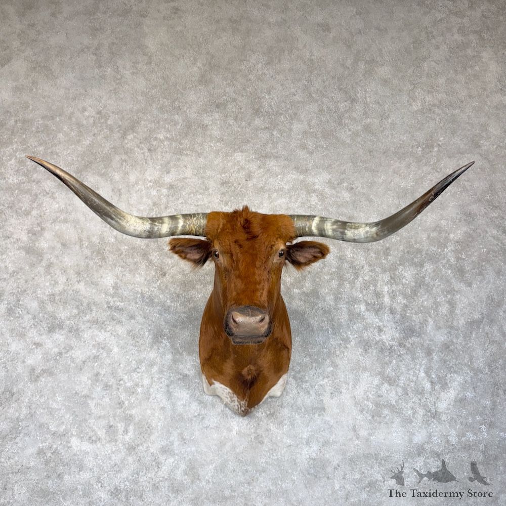 Longhorn Steer Shoulder Mount For Sale #30152 @ The Taxidermy Store