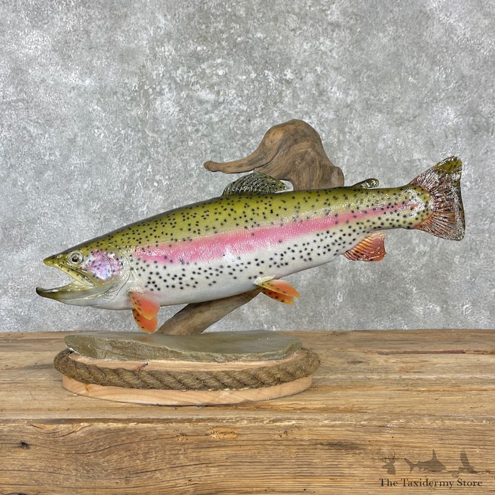 Rainbow Trout Fish Mount For Sale #27192 @ The Taxidermy Store