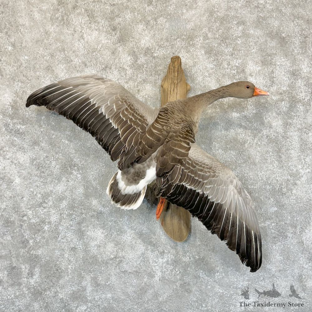 Greylag Goose Bird Mount For Sale #29213 @ The Taxidermy Store