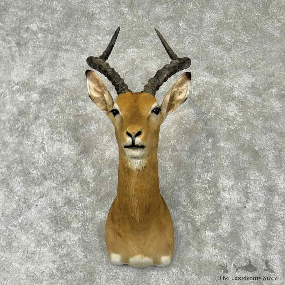Southern Impala Shoulder Mount For Sale #30419 @ The Taxidermy Store