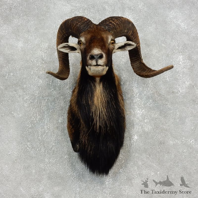 Corsican Ram Shoulder Mount For Sale #17905 @ The Taxidermy Store