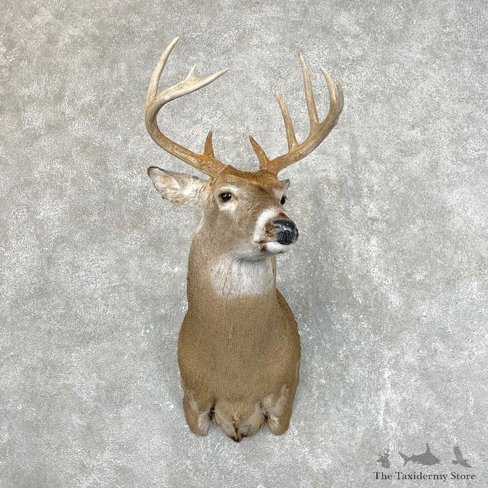 Whitetail Deer Shoulder Mount #24524 For Sale - The Taxidermy Store