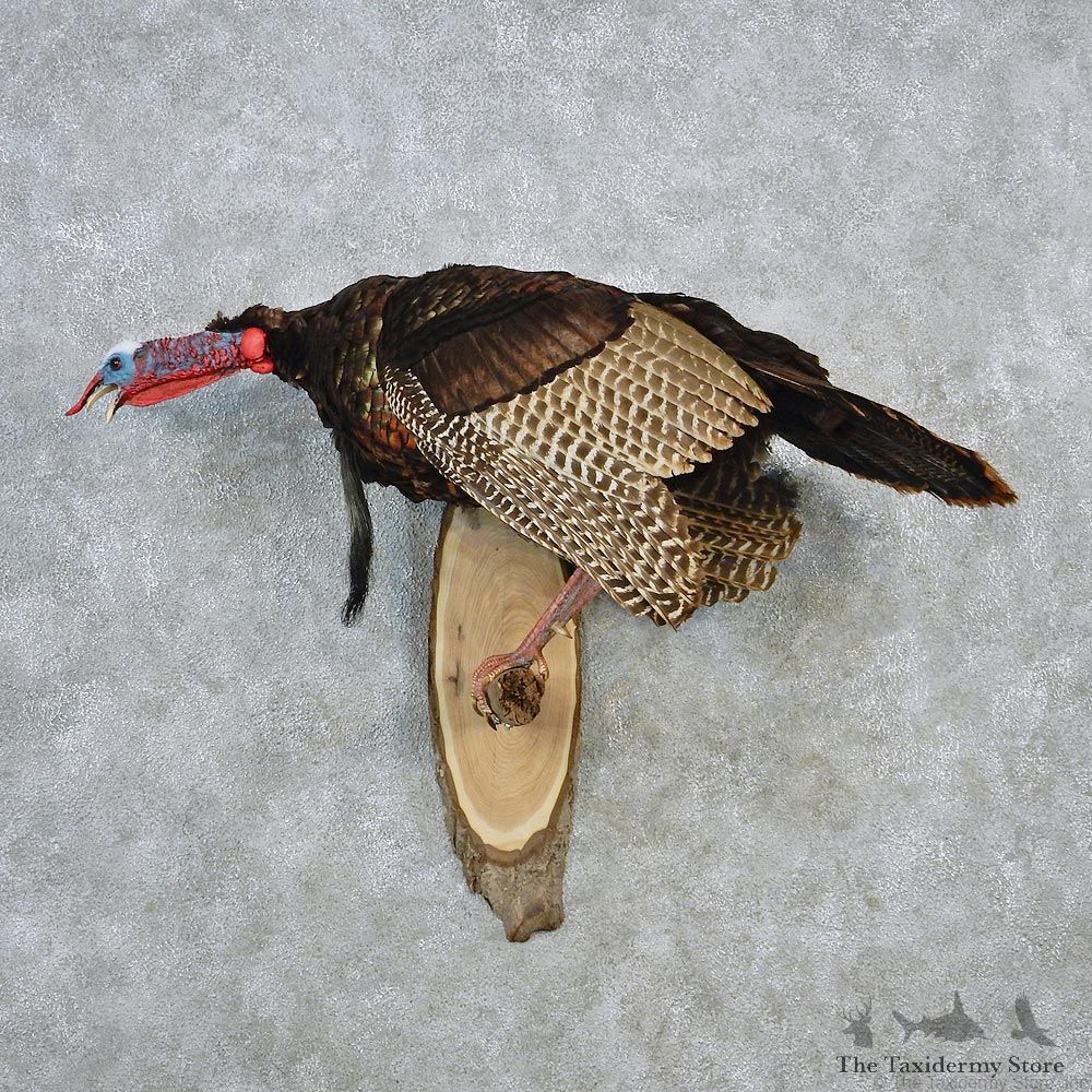 Eastern Wild Turkey Life Size Taxidermy Mount #12643 For Sale @ The Taxidermy Store