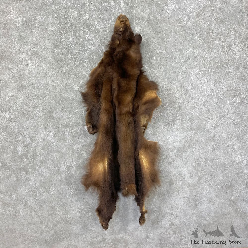 Tanned Chocolate Black Bear Wall Hanging Pelt For Sale #25312 - The Taxidermy Store