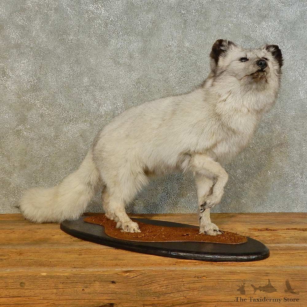 Blue Fox Life-Size Mount For Sale #16495 @ The Taxidermy Store