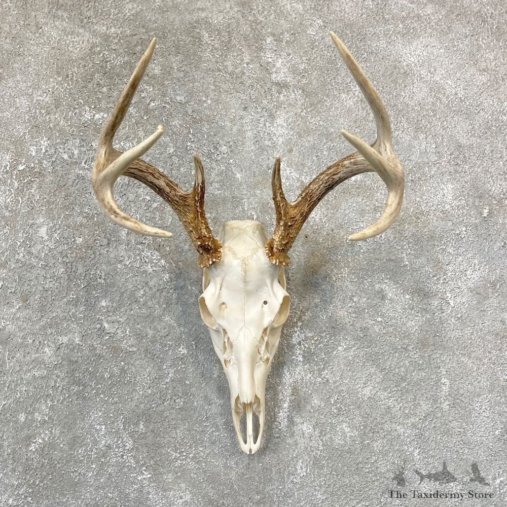 Whitetail Deer Skull European Mount For Sale #24740 @ The Taxidermy Store