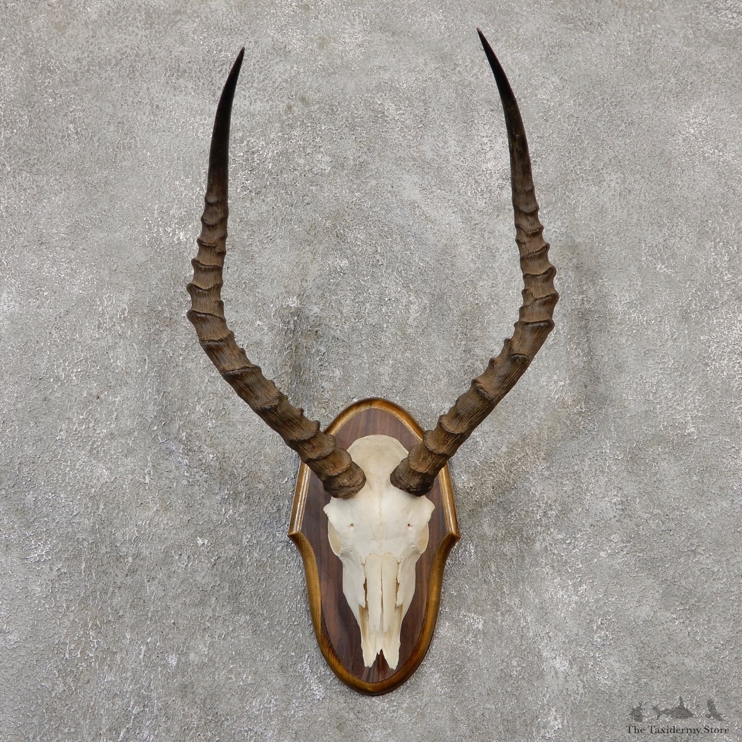 Impala Skull & Horn European Mount For Sale #20048 @ The Taxidermy Store