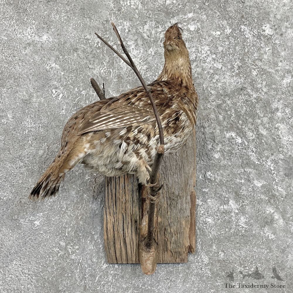 Ruffed Grouse Bird Mount For Sale #27319 @ The Taxidermy Store