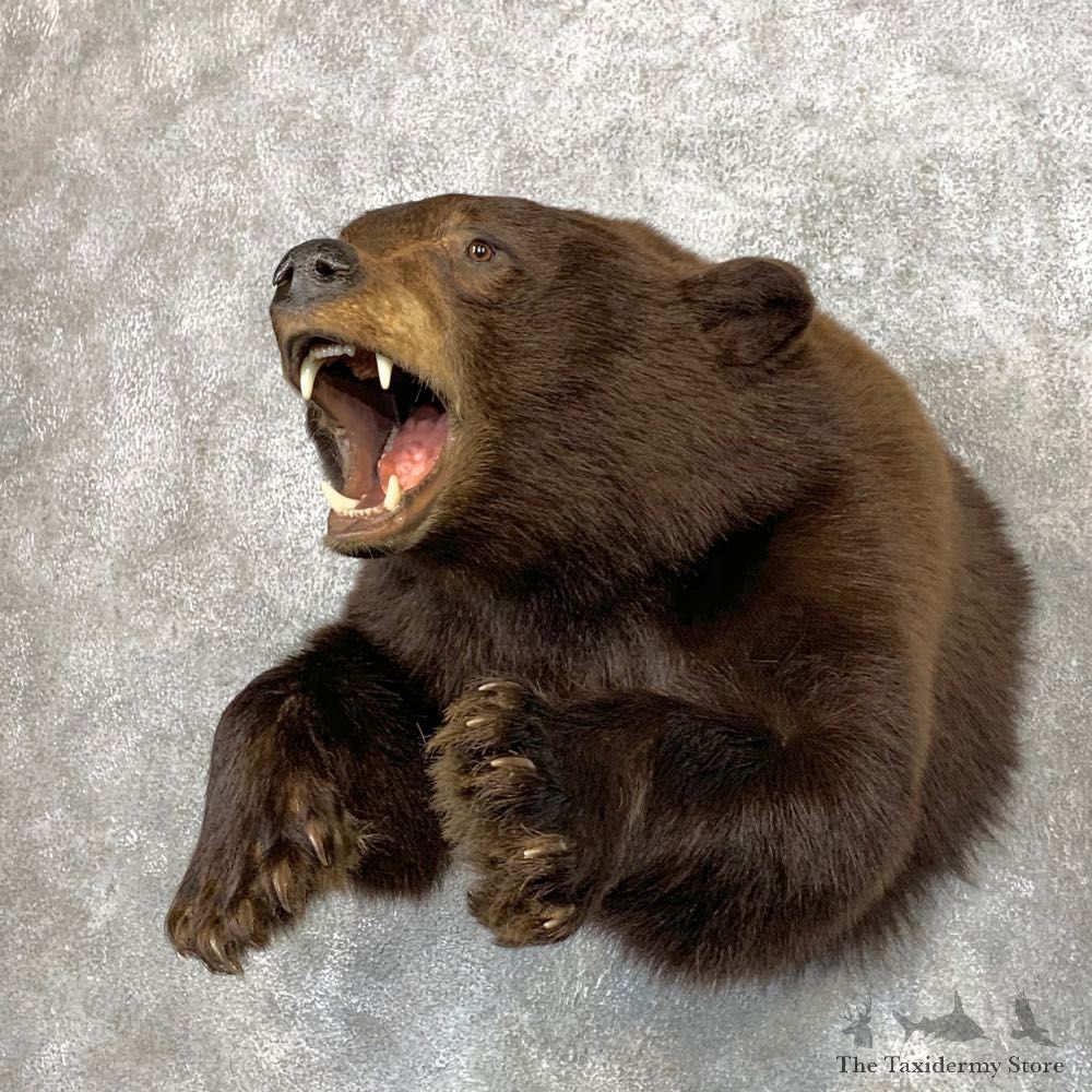 Chocolate Phase Black Bear Half-Life-Size Mount For Sale #22143 @ The Taxidermy Store