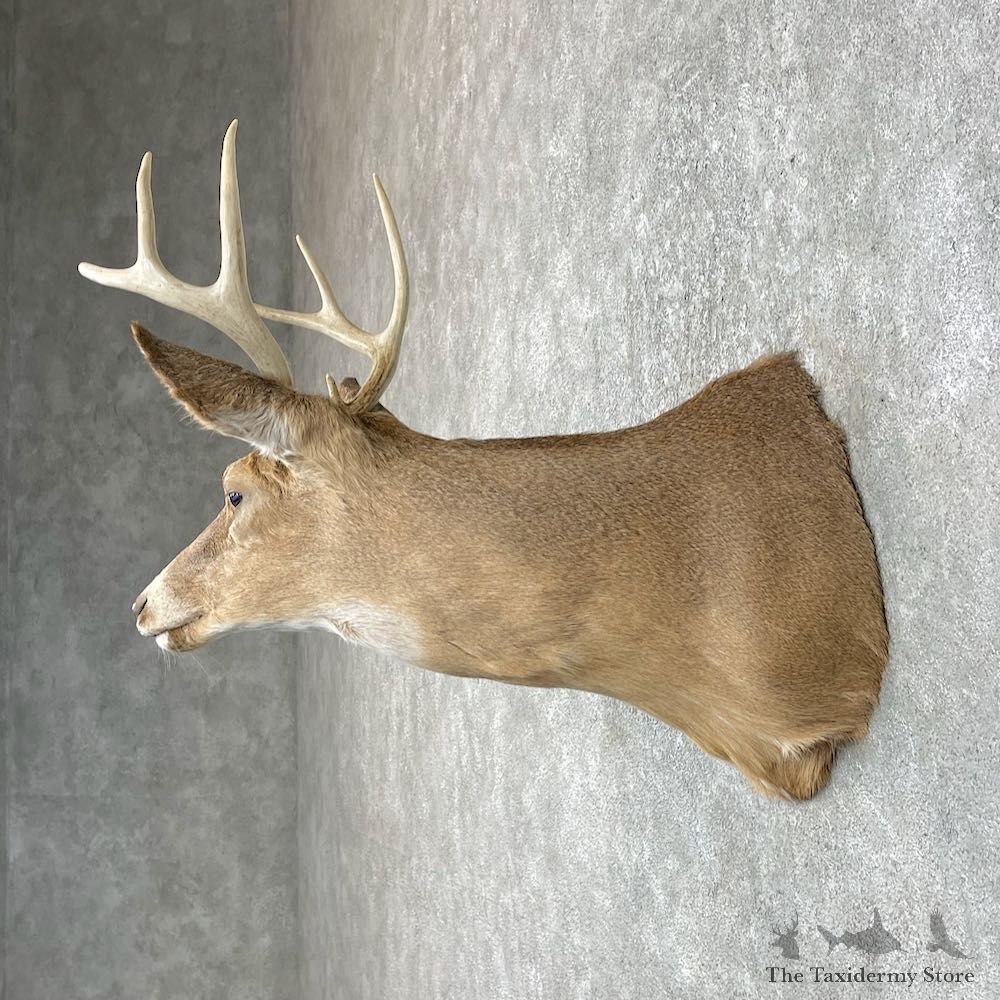 Whitetail Deer Taxidermy Shoulder Mount For Sale #25305 @ The Taxidermy Store