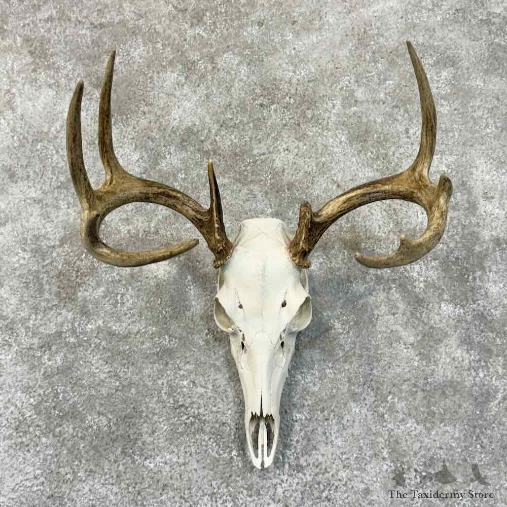 Whitetail Deer Skull European Mount For Sale #30531 @ The Taxidermy Store