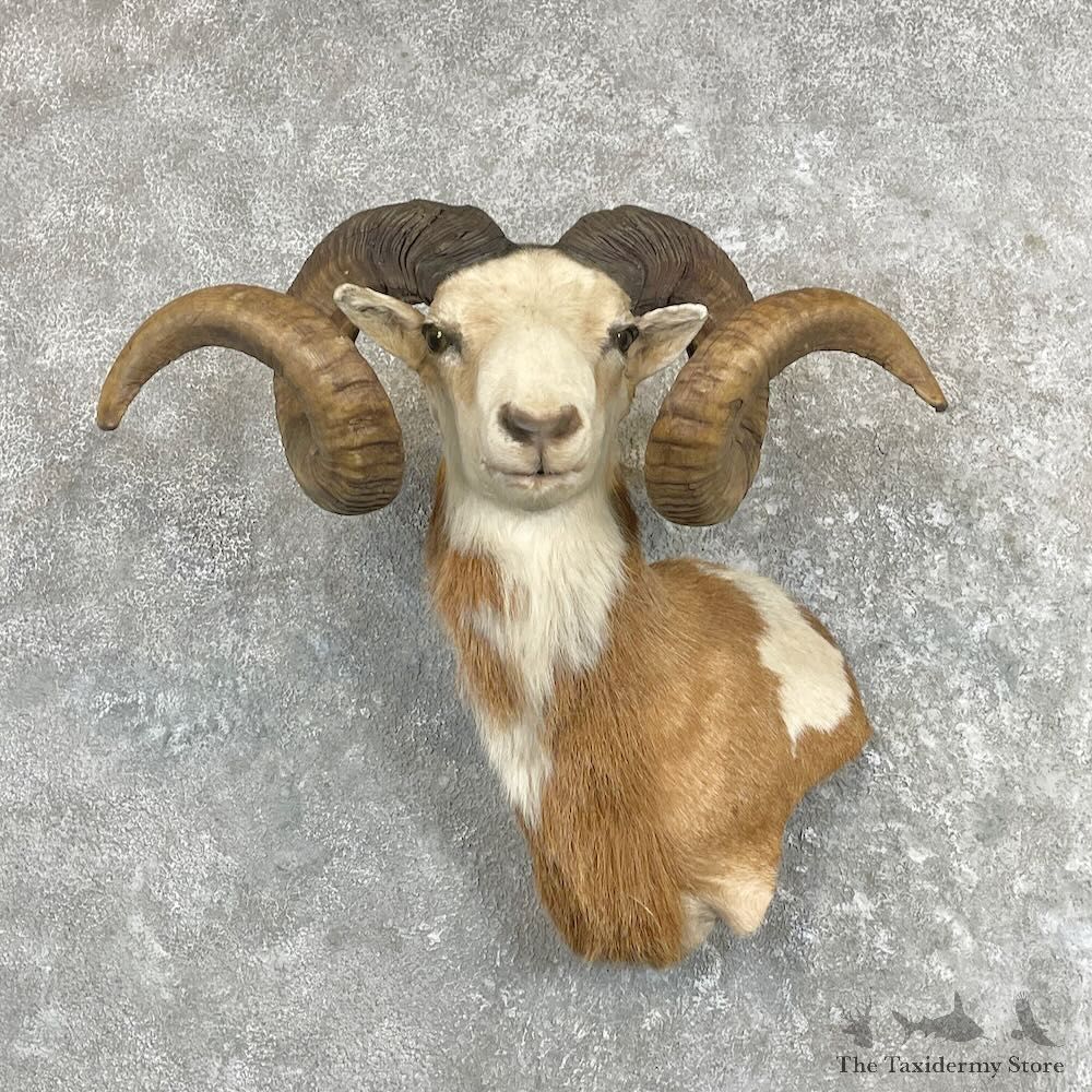 Corsican Ram Wall Pedestal Mount For Sale #27341 @ The Taxidermy Store