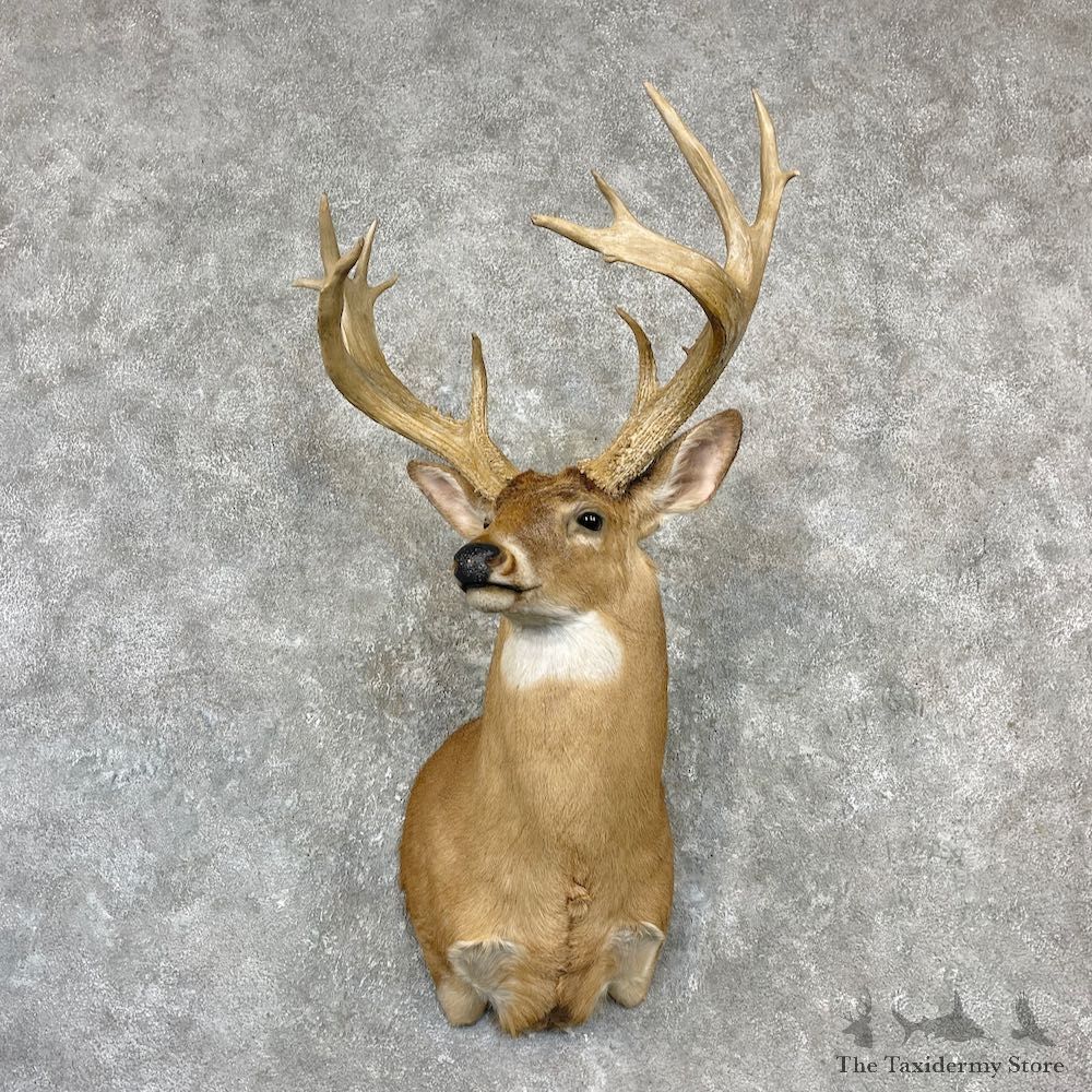 Whitetail Deer Shoulder Mount For Sale #27148 - The Taxidermy Store