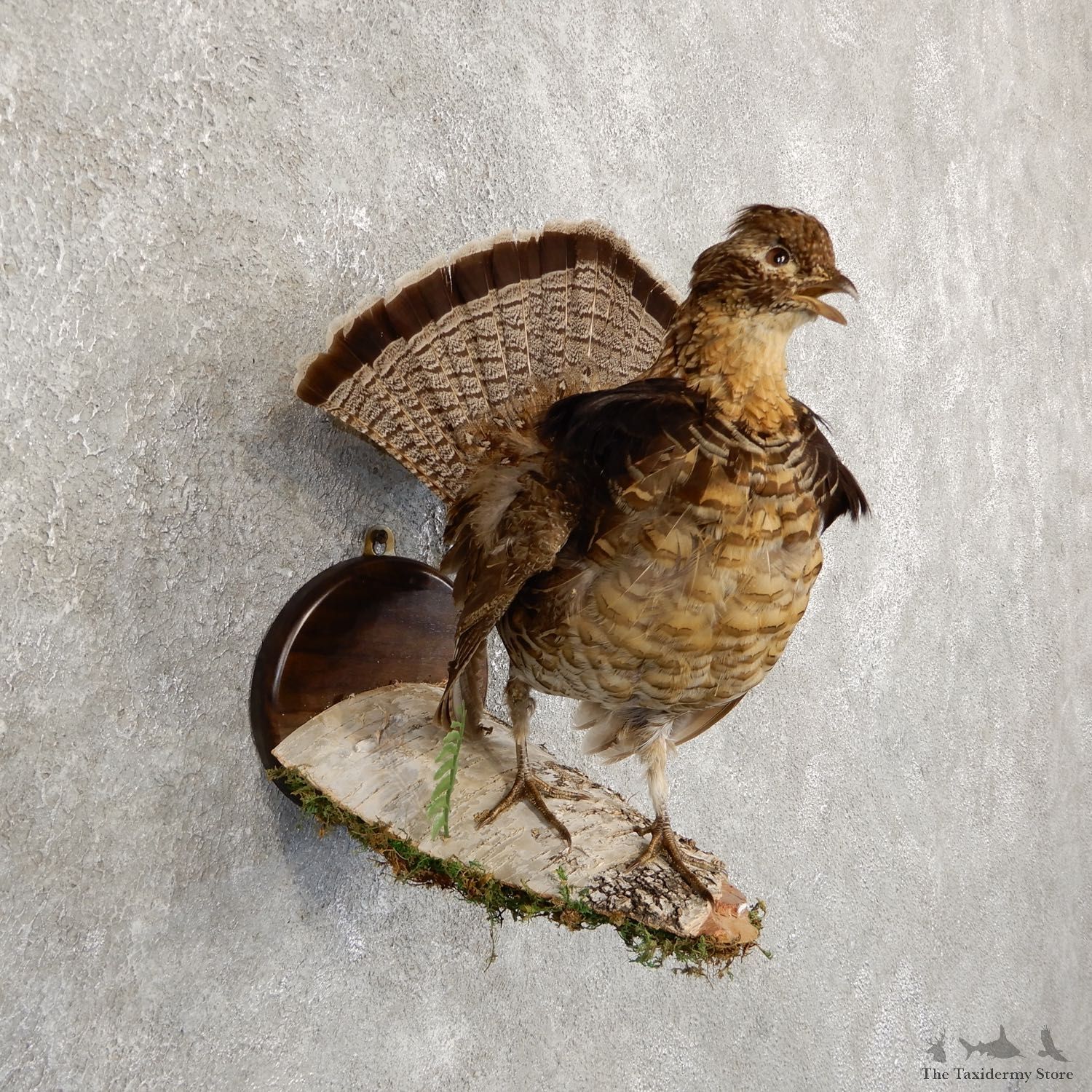 Ruffed Grouse Bird Mount For Sale #19725 @ The Taxidermy Store