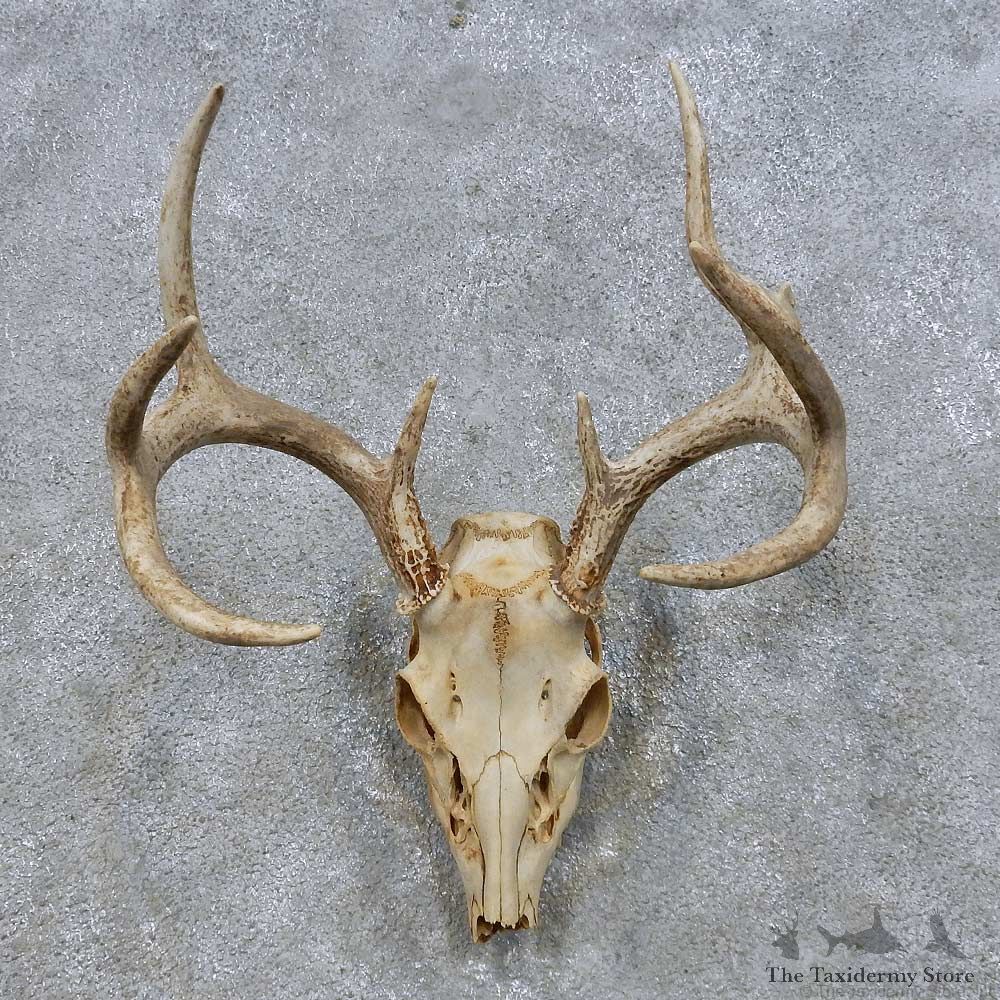 Whitetail Deer Skull European Mount For Sale #14664 @ The Taxidermy Store