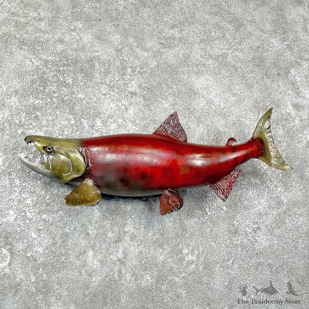 Sockeye Salmon Taxidermy Fish Mount For Sale #25935 @ The Taxidermy Store