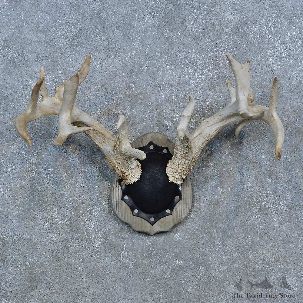 Whitetail Deer Antler Plaque Mount For Sale #15274 @ The Taxidermy Store