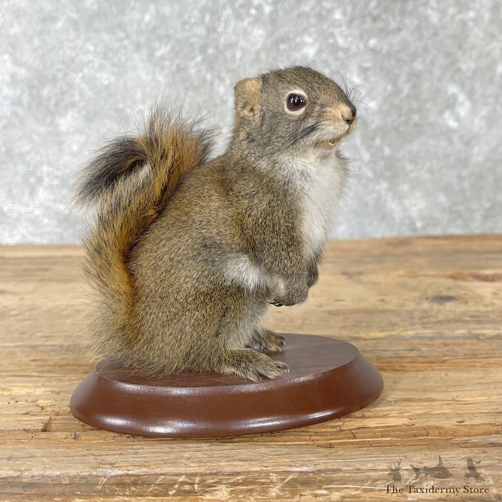 Red Squirrel Life-Size Mount For Sale #26012 @ The Taxidermy Store