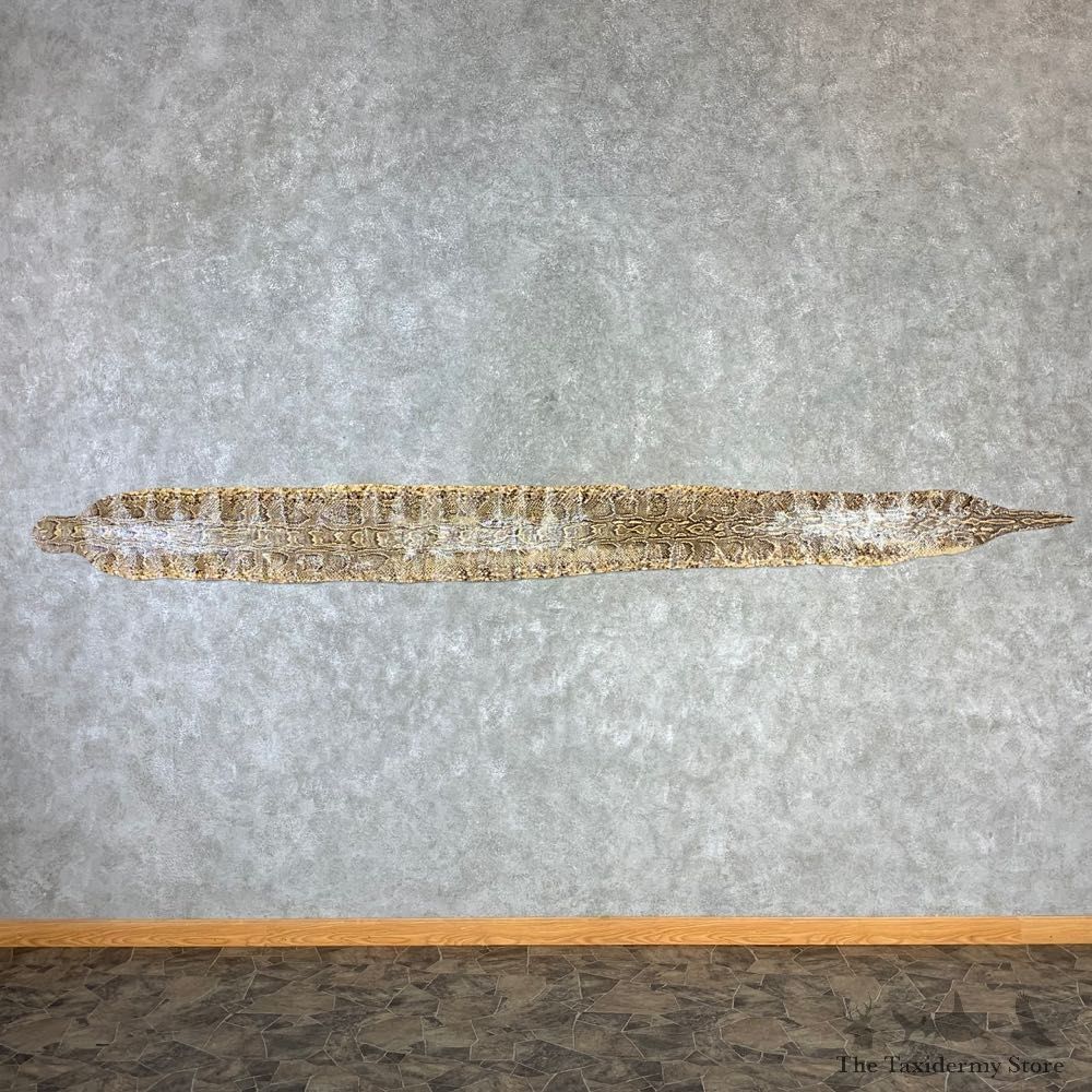 Rock Python Snake Mount For Sale #21975 @ The Taxidermy Store