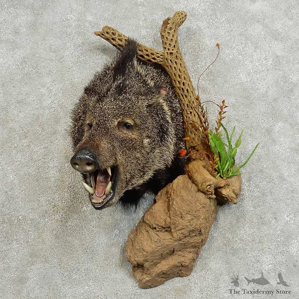 Collared Peccary Shoulder Mount For Sale #15873 @ The Taxidermy Store