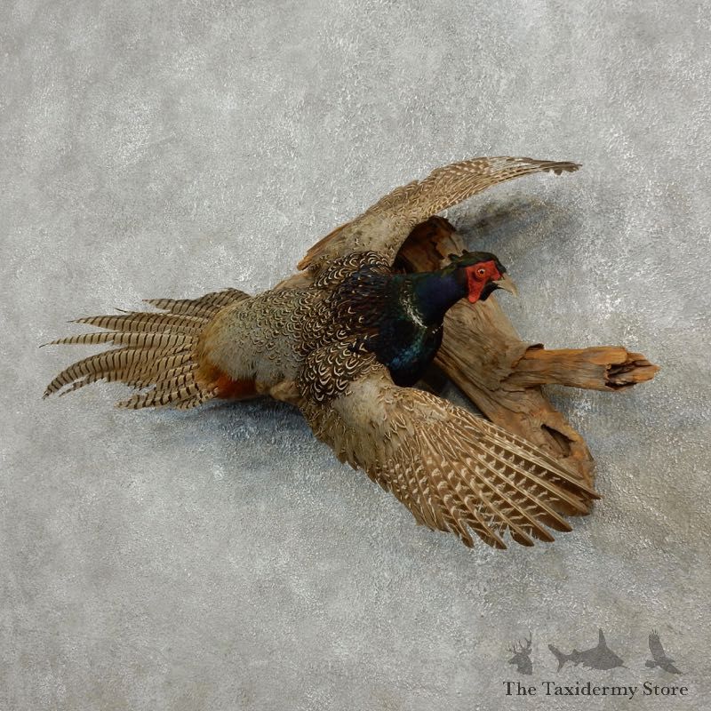Green Pheasant Bird Mount For Sale #17739 @ The Taxidermy Store