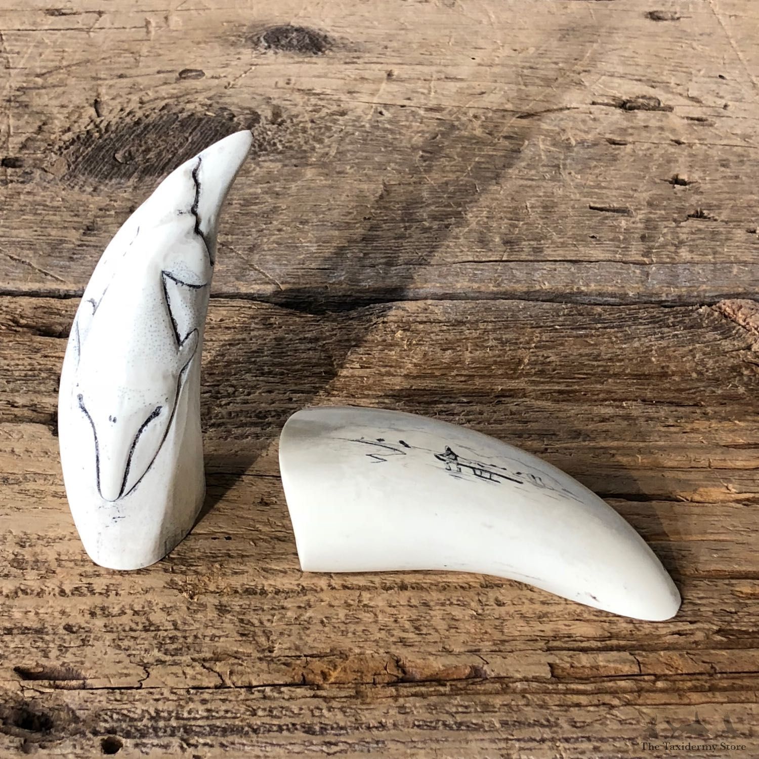 Whale Tooth Replica Mount For Sale #19395 @ The Taxidermy Store