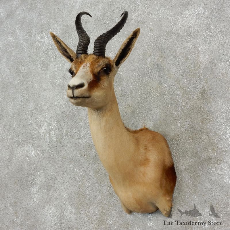 African Copper Springbok Taxidermy Shoulder Mount #17410 - The Taxidermy Store