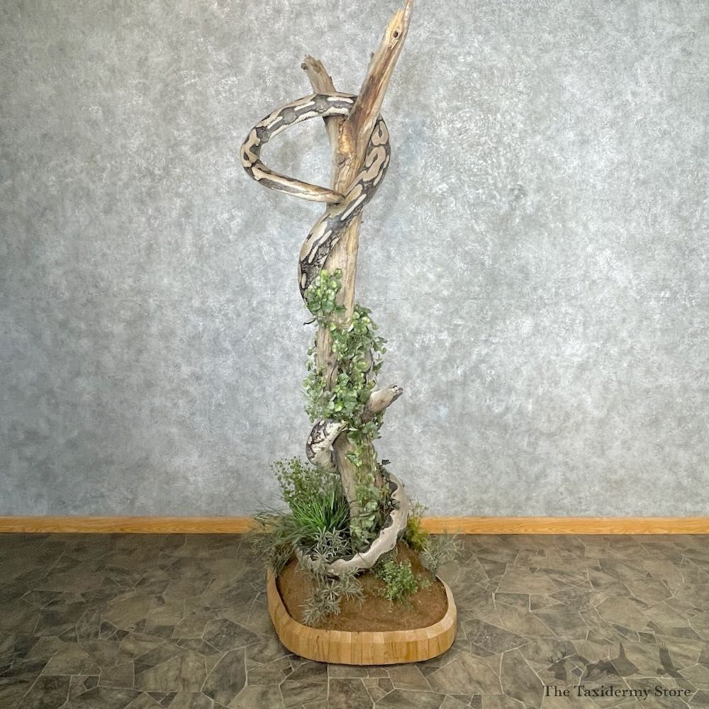 Reticulated Python Snake Mount For Sale #26875 @ The Taxidermy Store