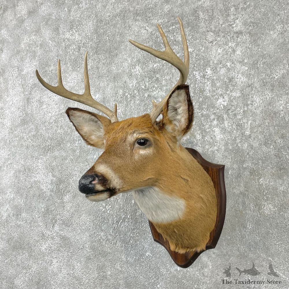 Whitetail Deer Shoulder Mount For Sale #25986 @ The Taxidermy Store