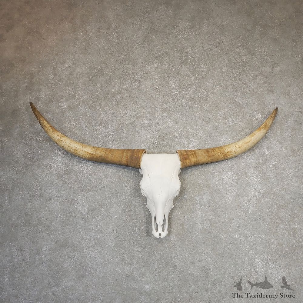 Longhorn Steer Skull European Mount For Sale #21187 @ The Taxidermy Store