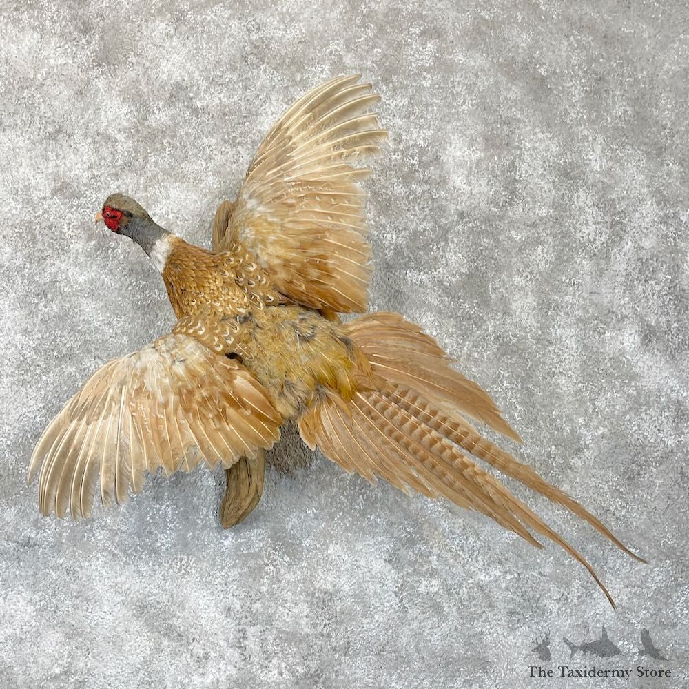 Buff Ringneck Pheasant Bird Mount For Sale #28253 @ The Taxidermy Store
