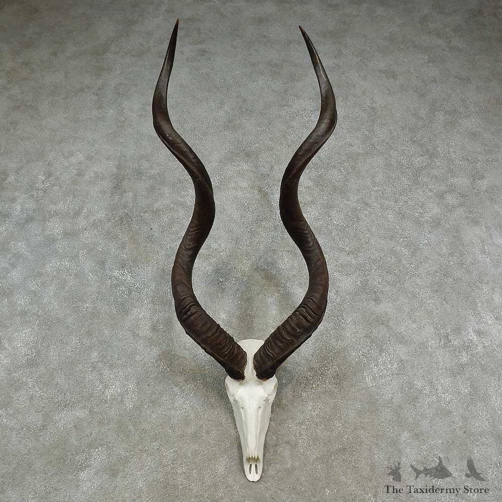 Greater Kudu Skull European Mount For Sale #16952 @ The Taxidermy Store