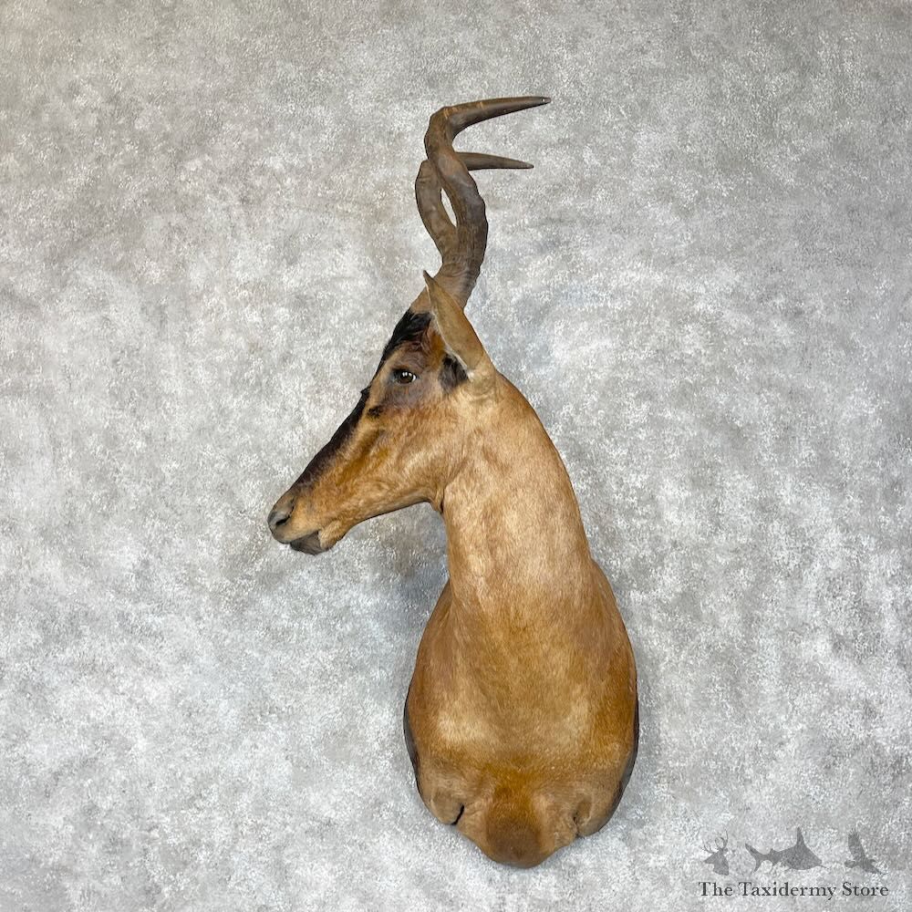 Red Cape Hartebeest Shoulder Mount For Sale #28336 @ The Taxidermy Store