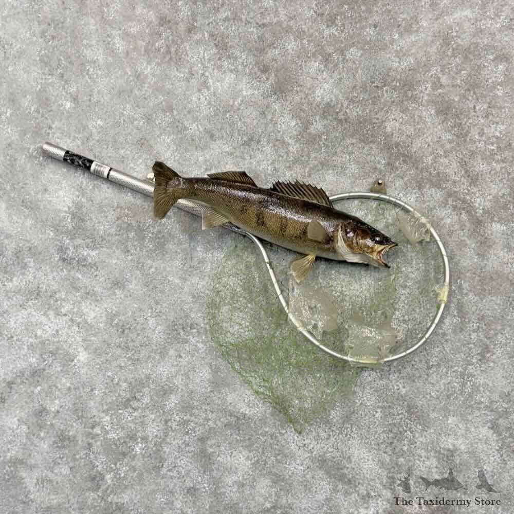 Walleye Fish Mount For Sale #30399 @ The Taxidermy Store